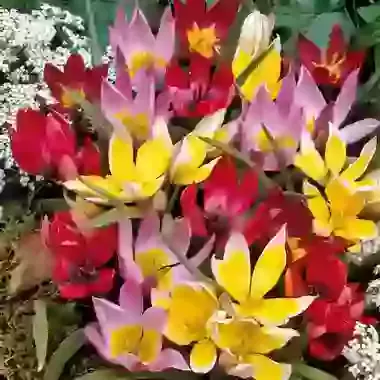 Species Mix